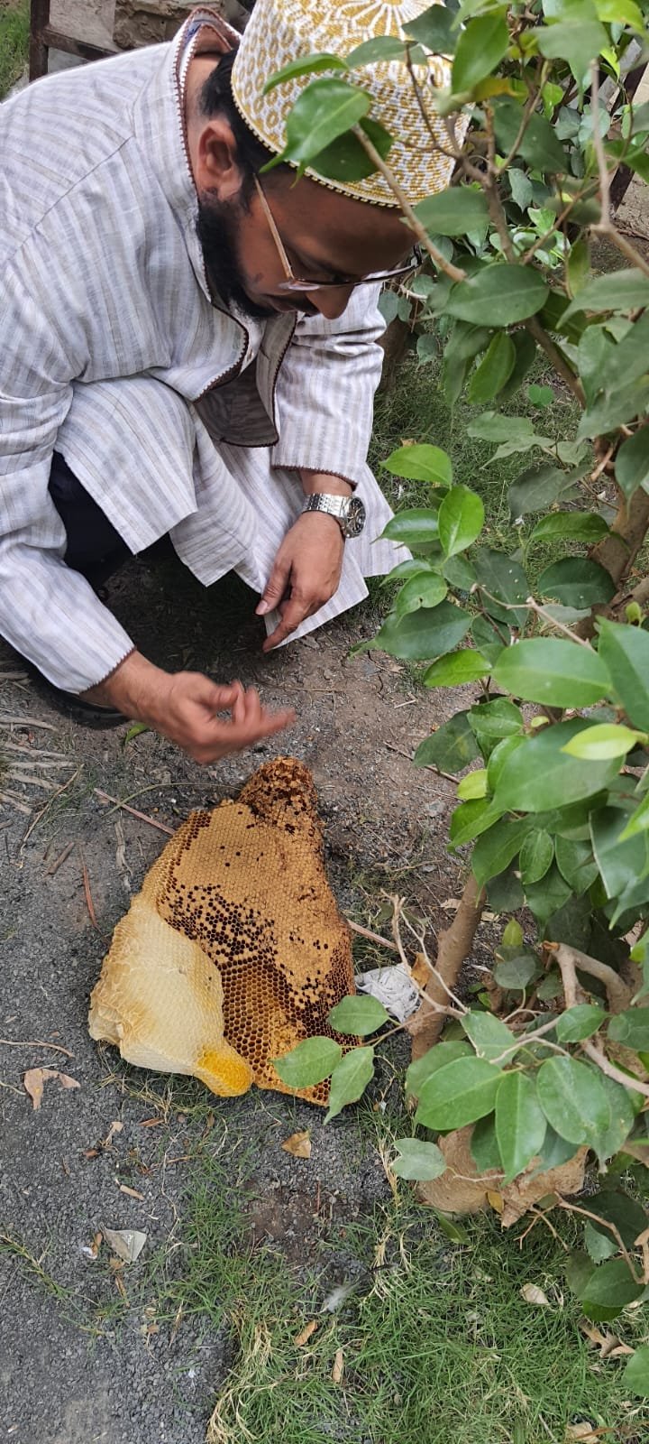 harvesting dr saifuddin